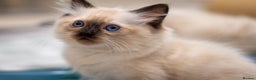 Ragdoll cats for sale: 🏅Last 2 GCCF Ragdoll kittens Ready now - Advert 22