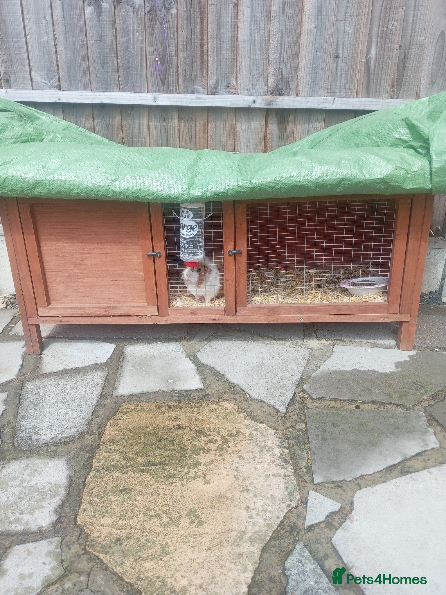 Guinea Pig rodents Guinea pigs x2 - Advert 1