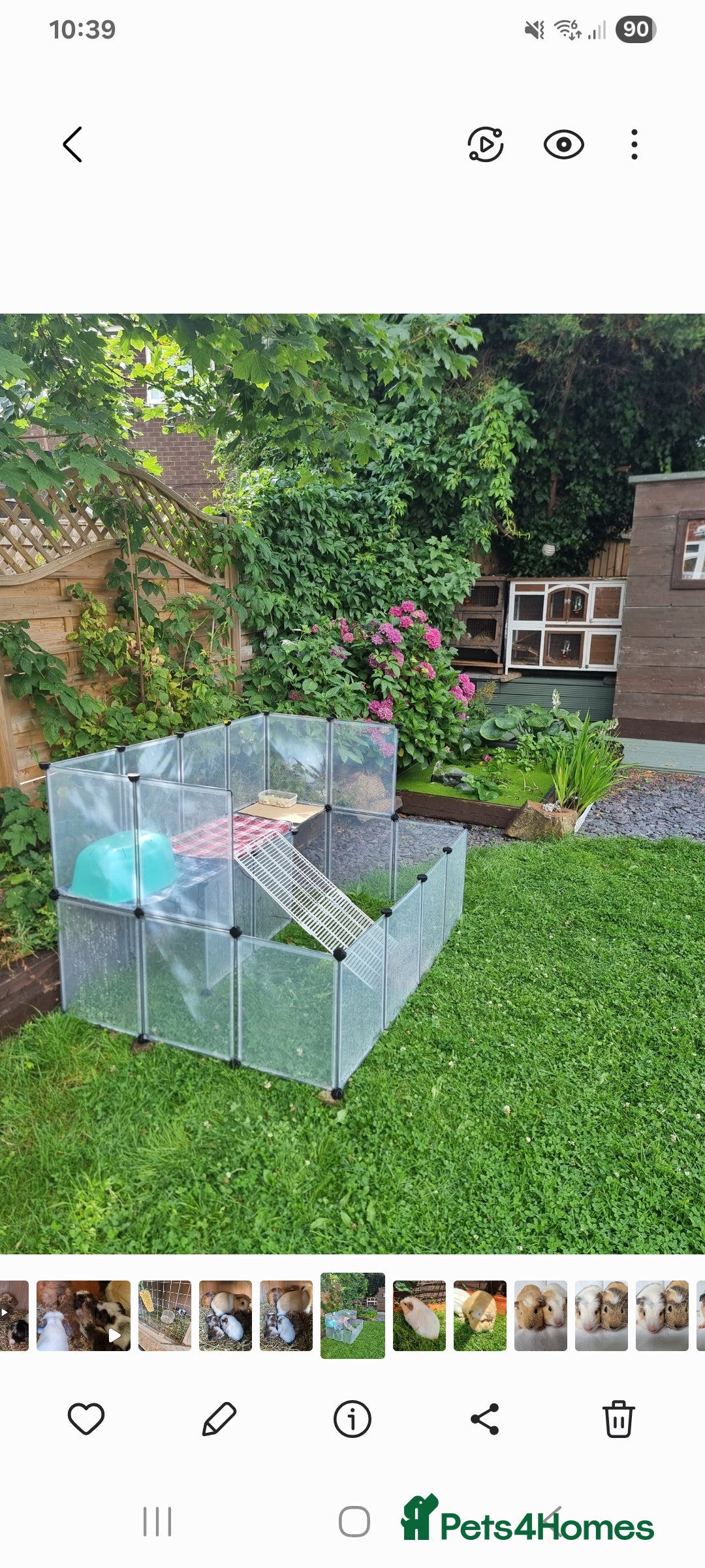 Guinea Pig rodents for sale: Rabbit/guineapig run/cage - Advert 7