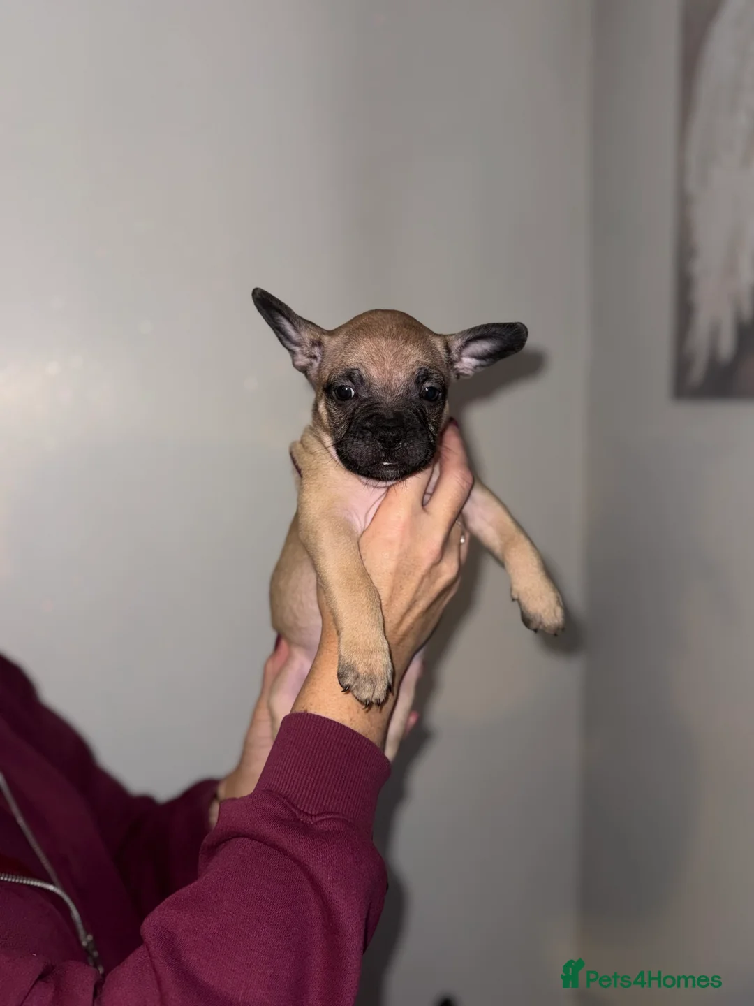 Mixed Breed dogs for sale: French bulldog / pocket bully puppies in Witham - Advert 6