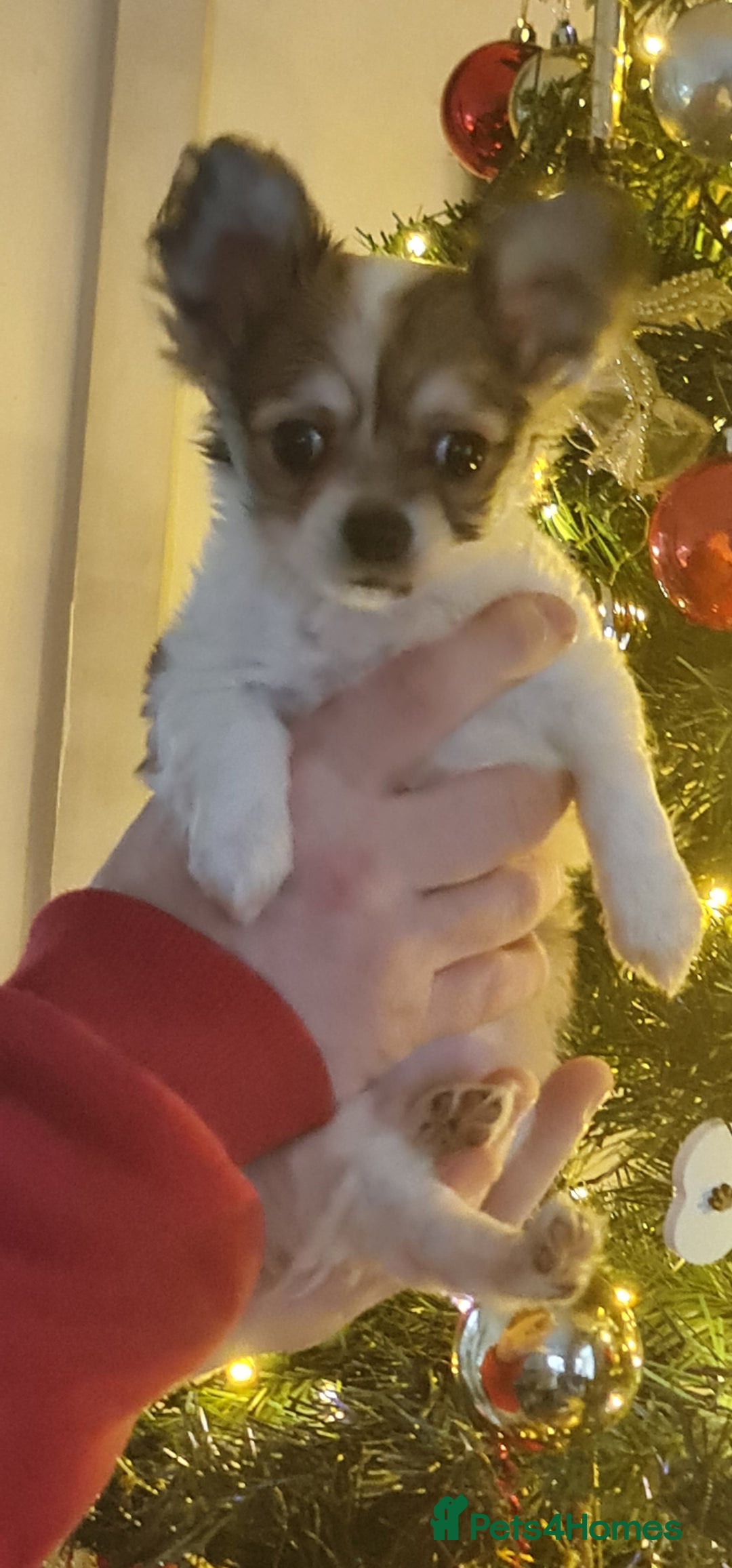 Chihuahua dogs for sale: Chihuahua for sale  - Advert 22