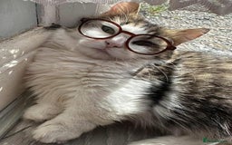 Munchkin cats for sale: Female munchkin  - Image 3