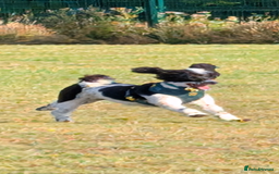 Miniature Poodle dogs for sale: Waiting list ONLY - Advert 3