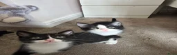 Mixed Breed cats for sale: Gorgeous male kitten looking for his forever home in Leeds - Advert 9
