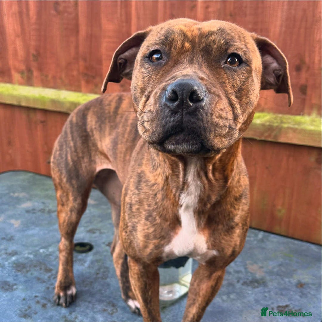 Mixed Breed dogs for sale: Meet Nova - Image 5
