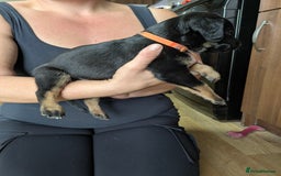 Mixed Breed dogs for sale: Jack, Springer X staffy, lurcher puppies - Image 29