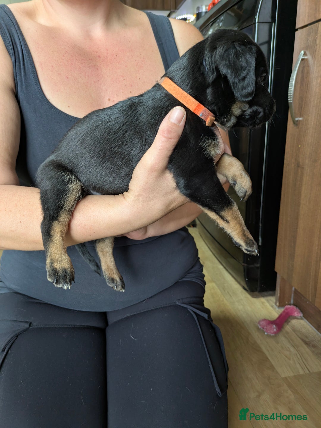 Mixed Breed dogs for sale: Jack, Springer X staffy, lurcher puppies - Image 29