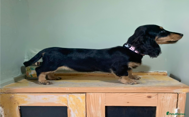Miniature Dachshund dogs - Advert 4