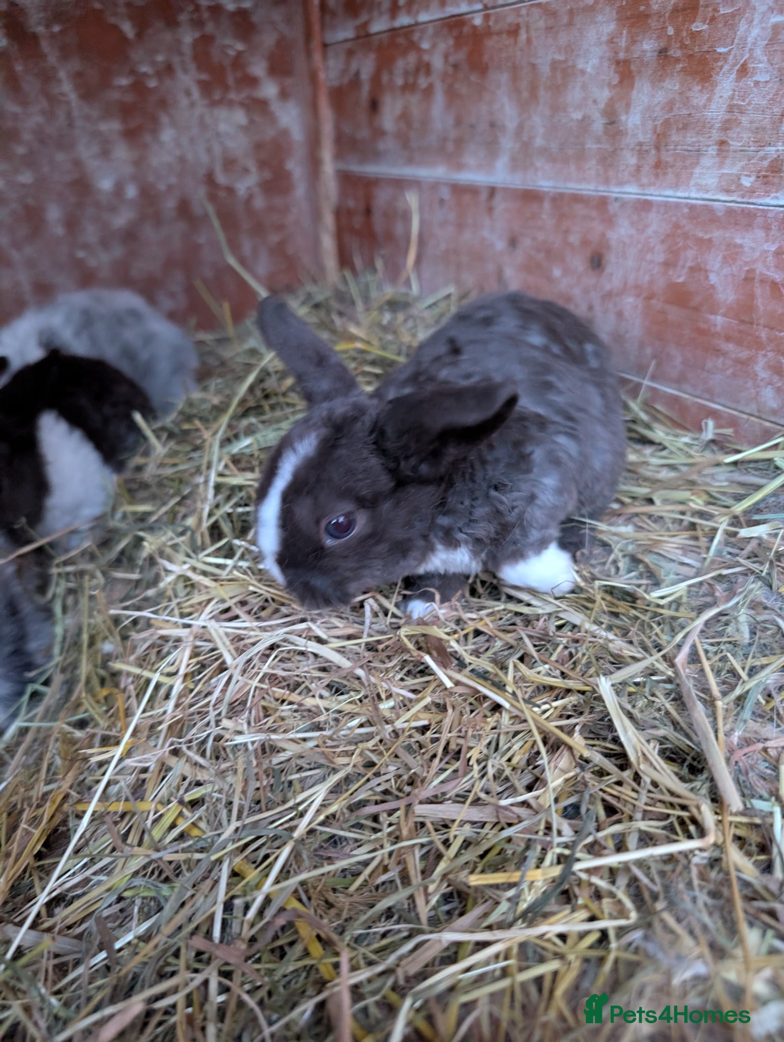 Mini Lop rabbits Mini plush lops - Advert 21