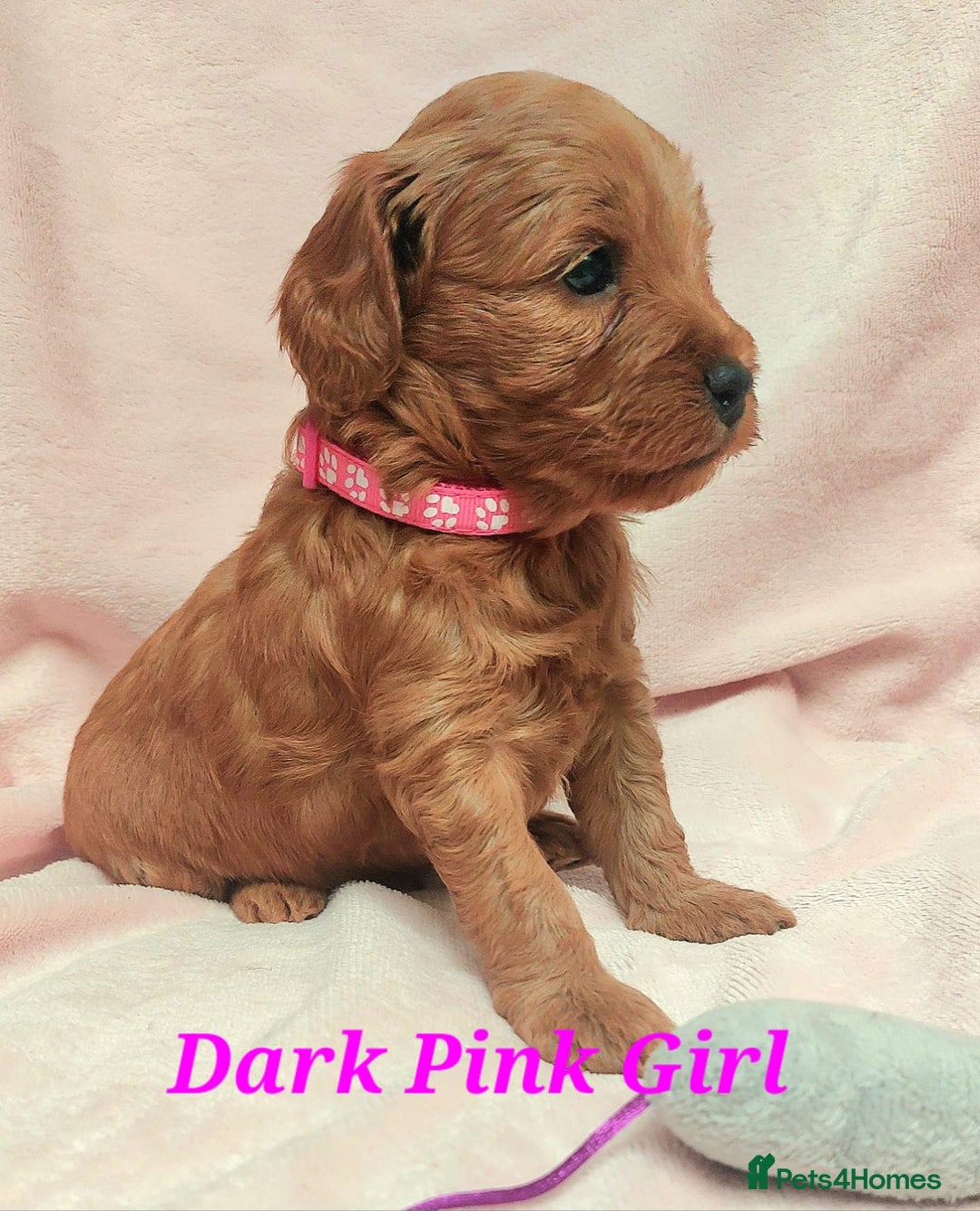 Cockapoo dogs for sale: Happy healthy cockapoo pups F1B DNA tested parents - Advert 8
