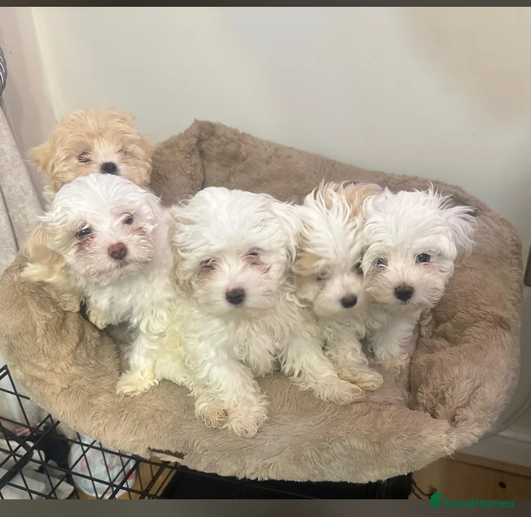 Maltipoo dogs for stud: Maltipoo STUD   in Luton - Advert 11