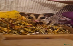 Sugar Glider rodents for sale: 2 female sugar gliders for sale - Image 8