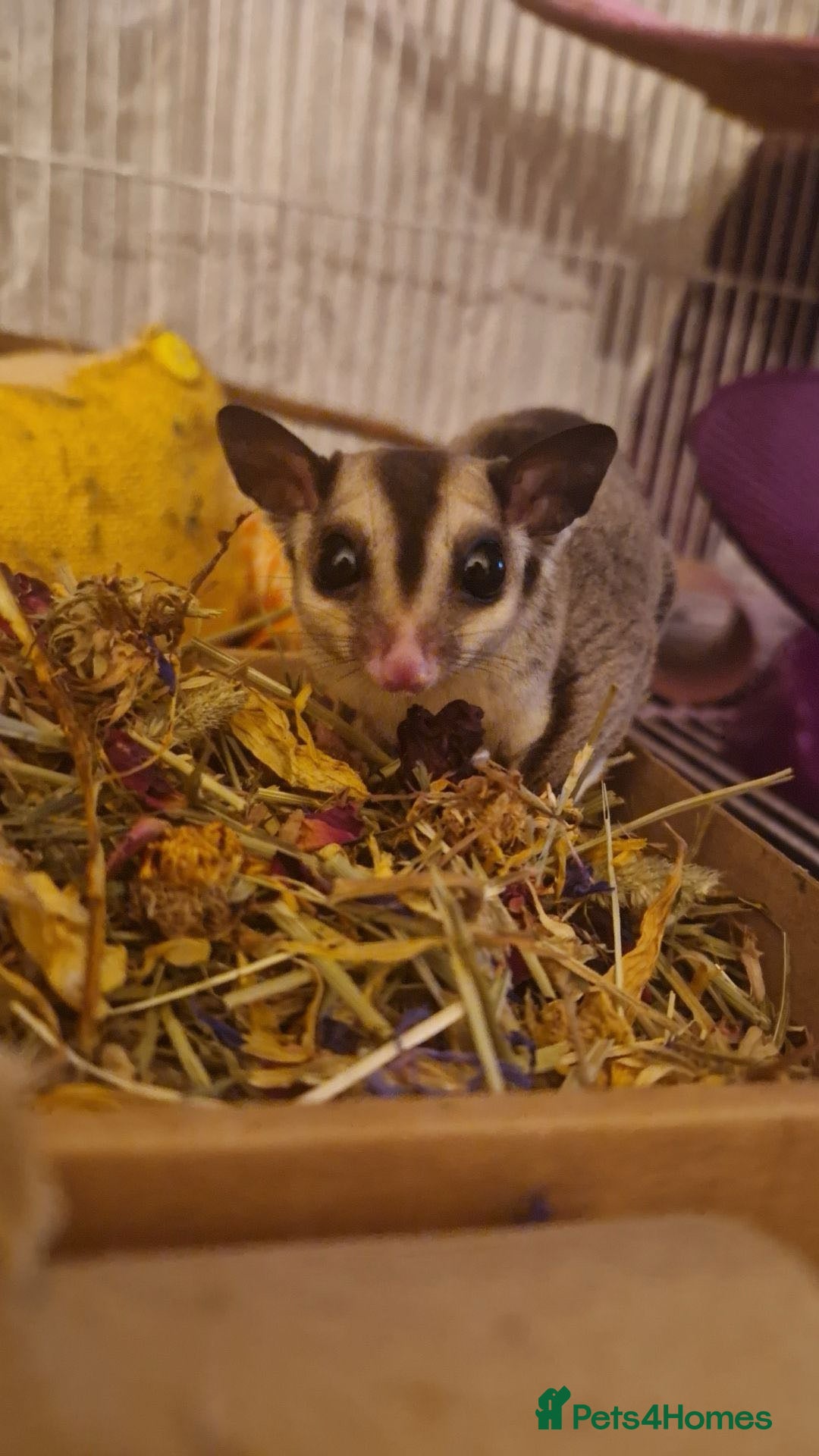 Sugar Glider rodents for sale: 2 female sugar gliders for sale - Image 8
