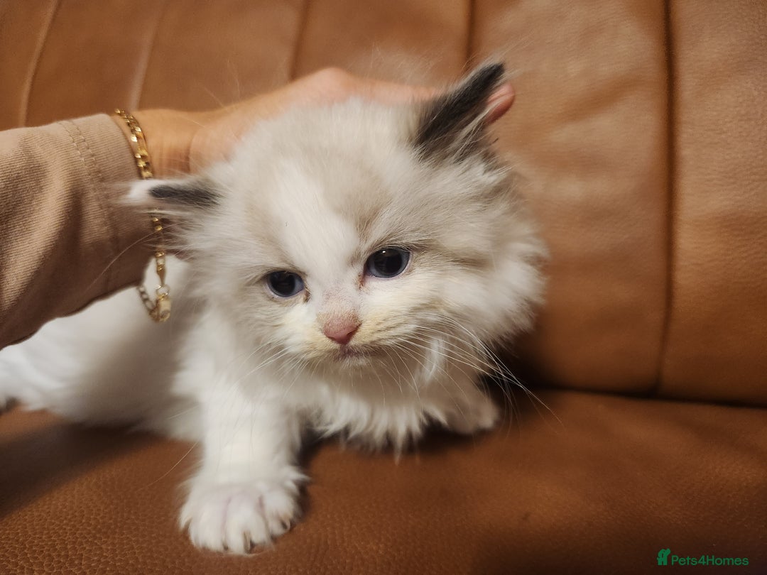 Ragdoll cats for sale: Pure ragdoll kittens for sale - Image 5