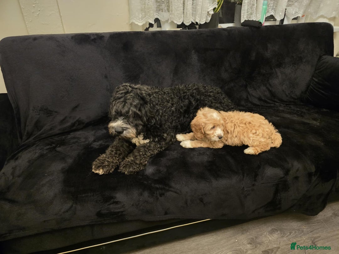 Goldendoodle dogs for sale: Goldendoodle puppies - Advert 2