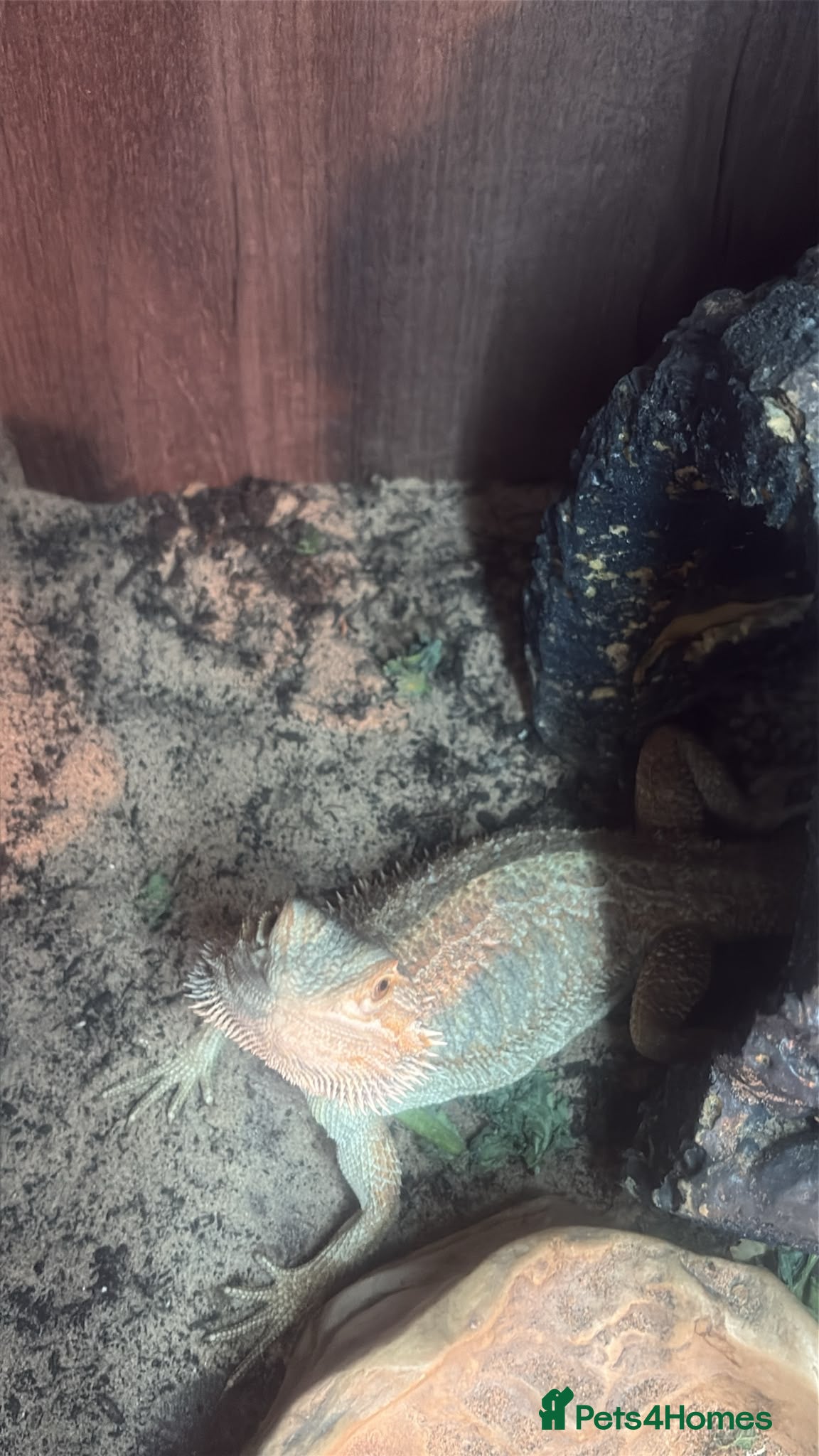Bearded Dragon reptiles Male bearded dragon  - Advert 1