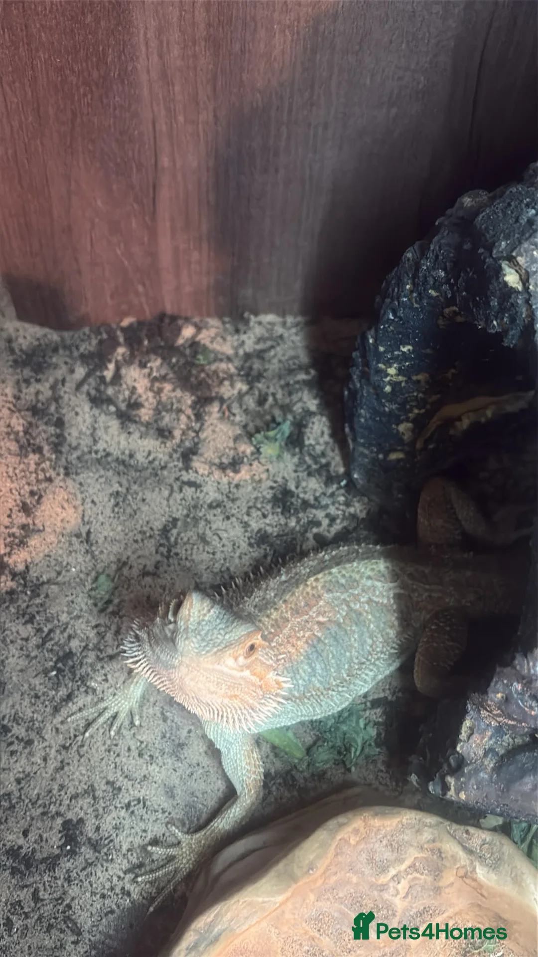 Bearded Dragon reptiles for sale: Male bearded dragon  - Advert 1