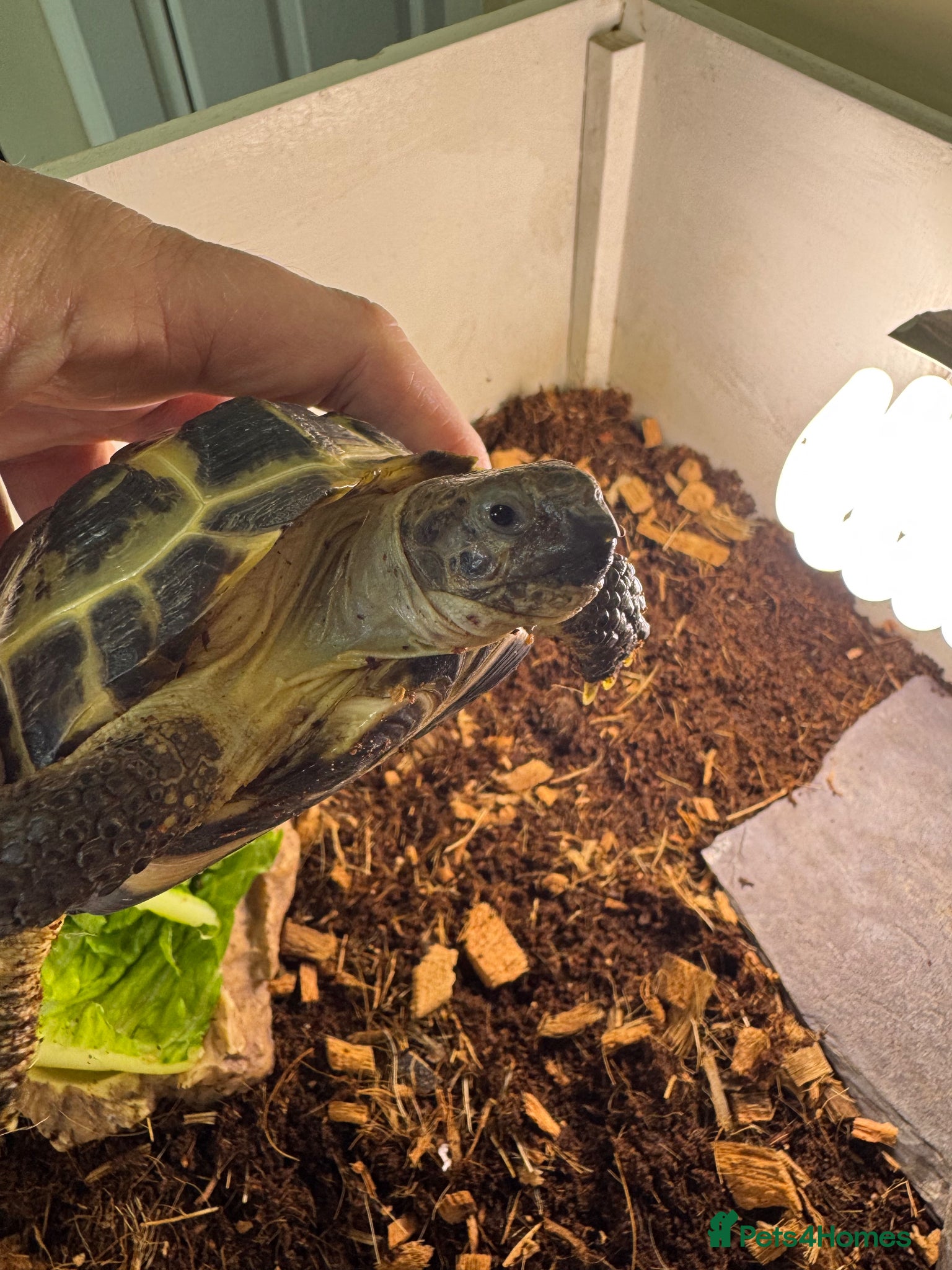Tortoise reptiles Female tortoise very friendly  - Advert 5