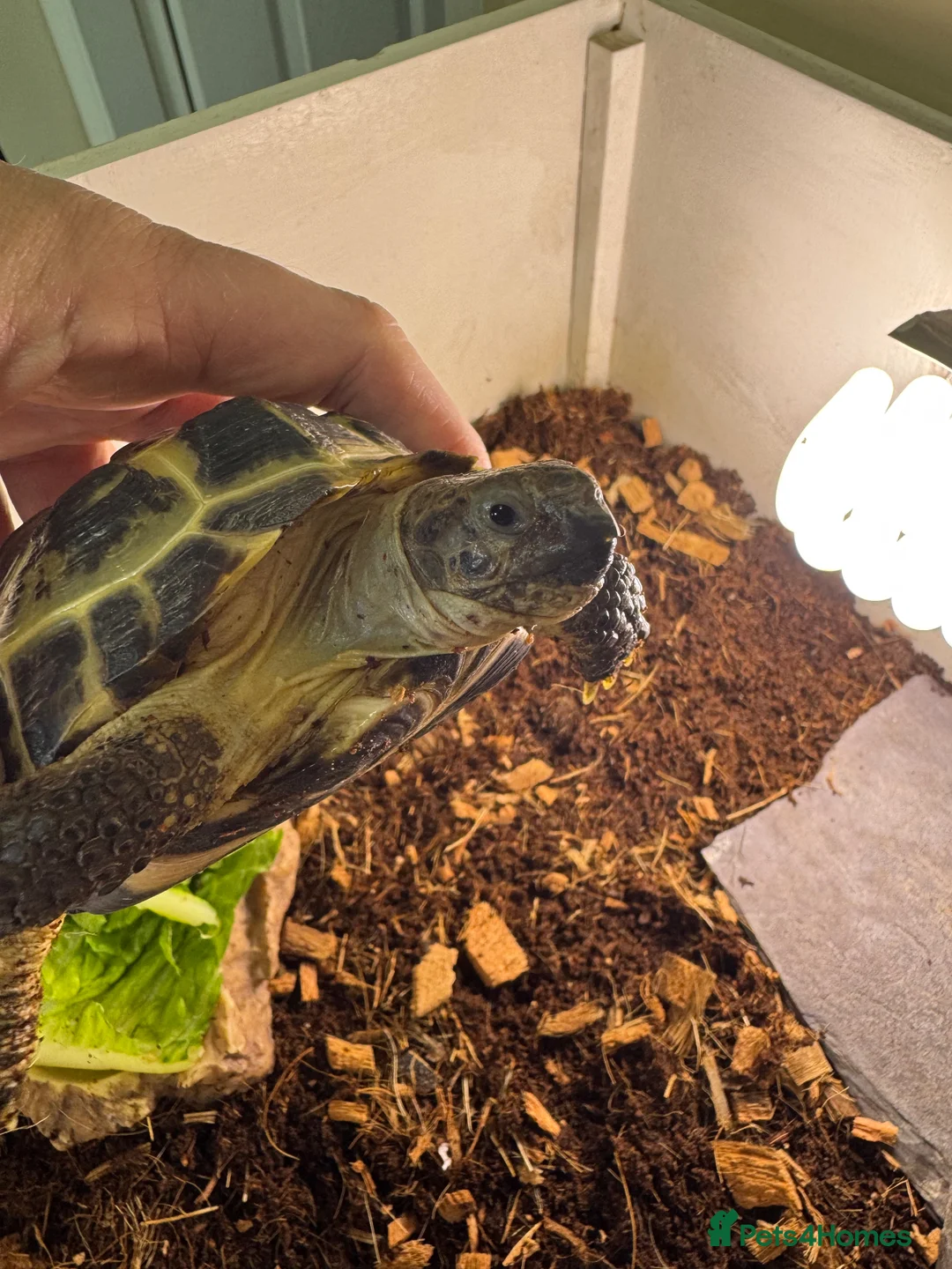 Tortoise reptiles for sale: Female tortoise very friendly  in Walsall - Advert 1