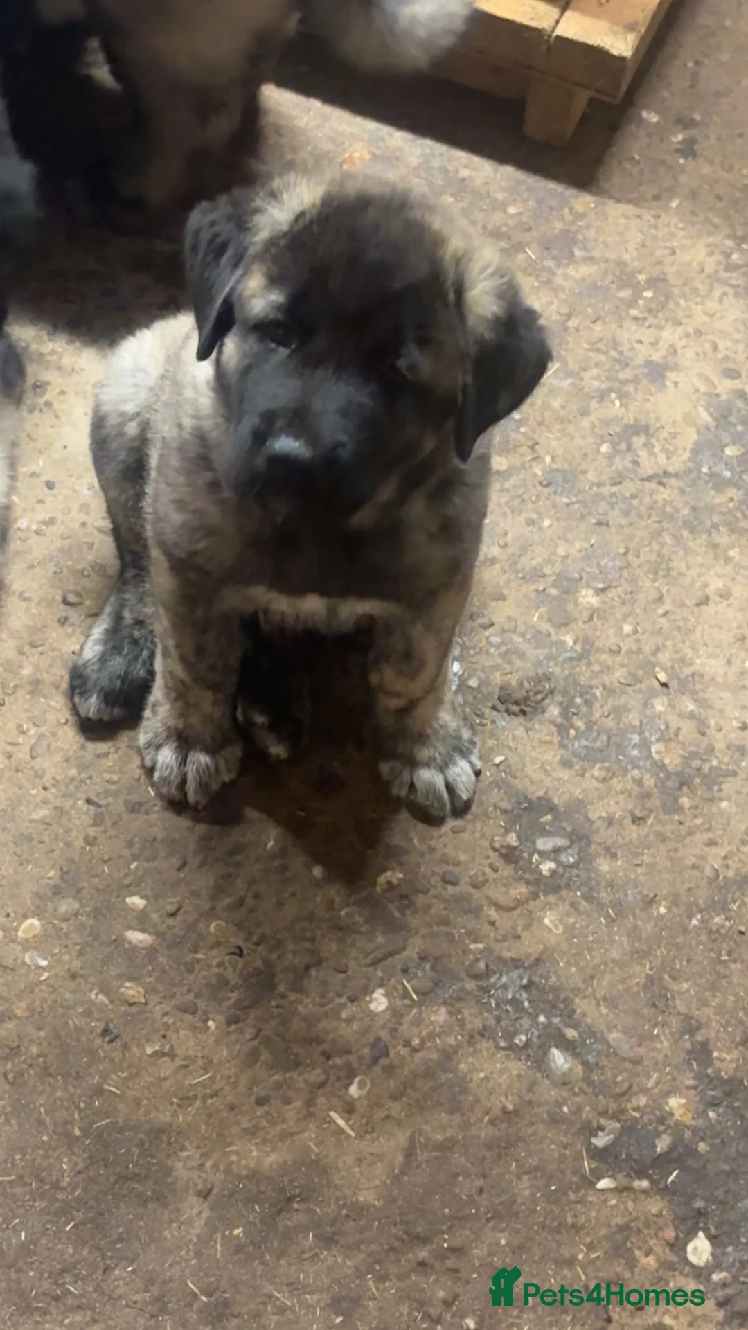 Mixed Breed dogs for sale: Live stock guardian/gard dogs in Scunthorpe - Advert 2