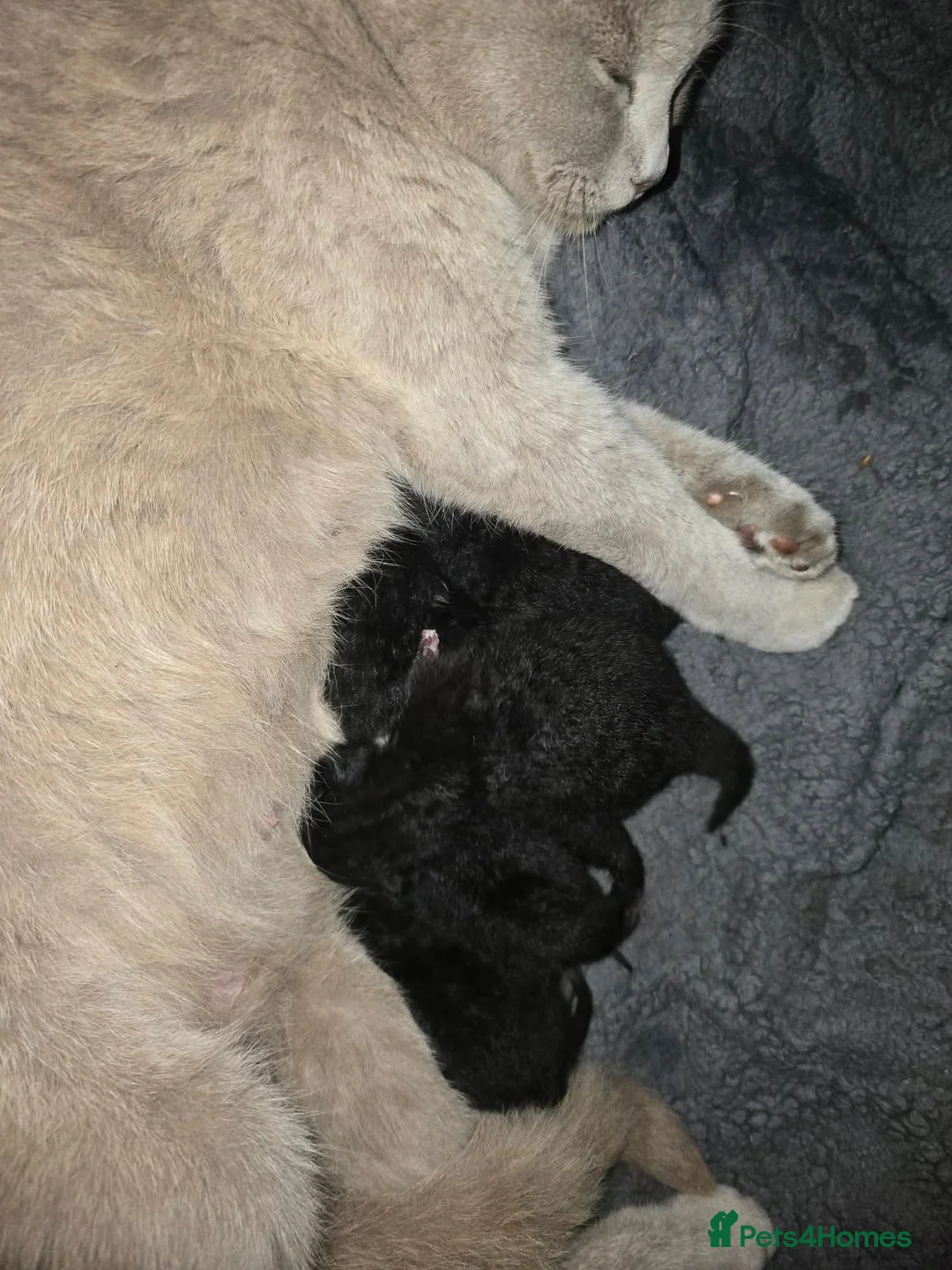 Mixed Breed cats for sale: British shorthair kitten  - Advert 7
