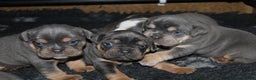 Olde English Bulldogge dogs for sale: Olde English bulldog puppies  - Advert 15