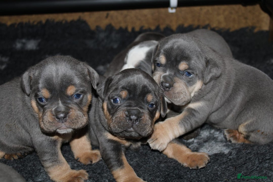 Olde English Bulldogge dogs for sale: Olde English bulldog puppies  - Advert 15
