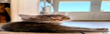 Male tabby 