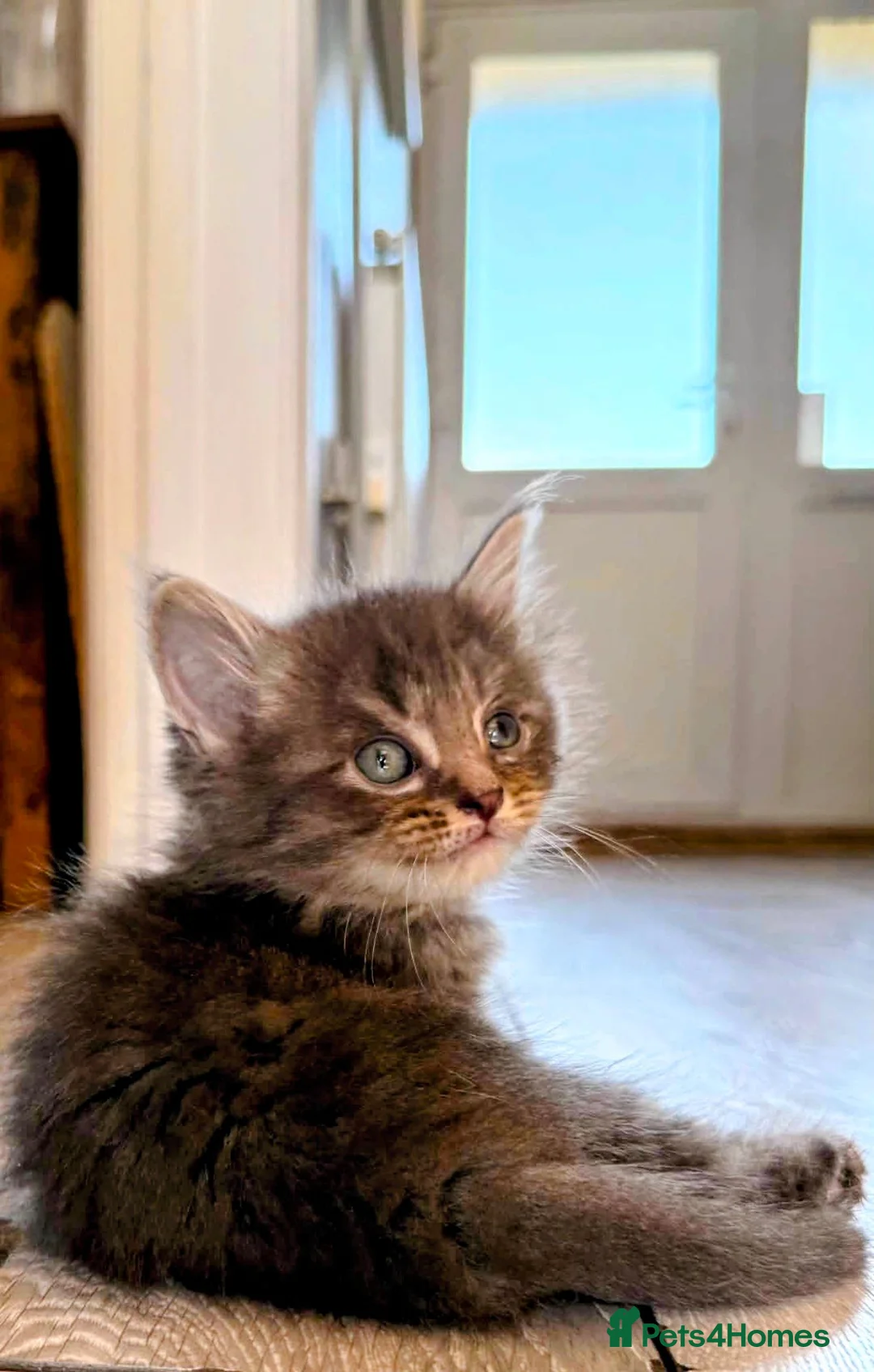 Mixed Breed cats for sale: 3 beautiful male tabbys - Advert 4