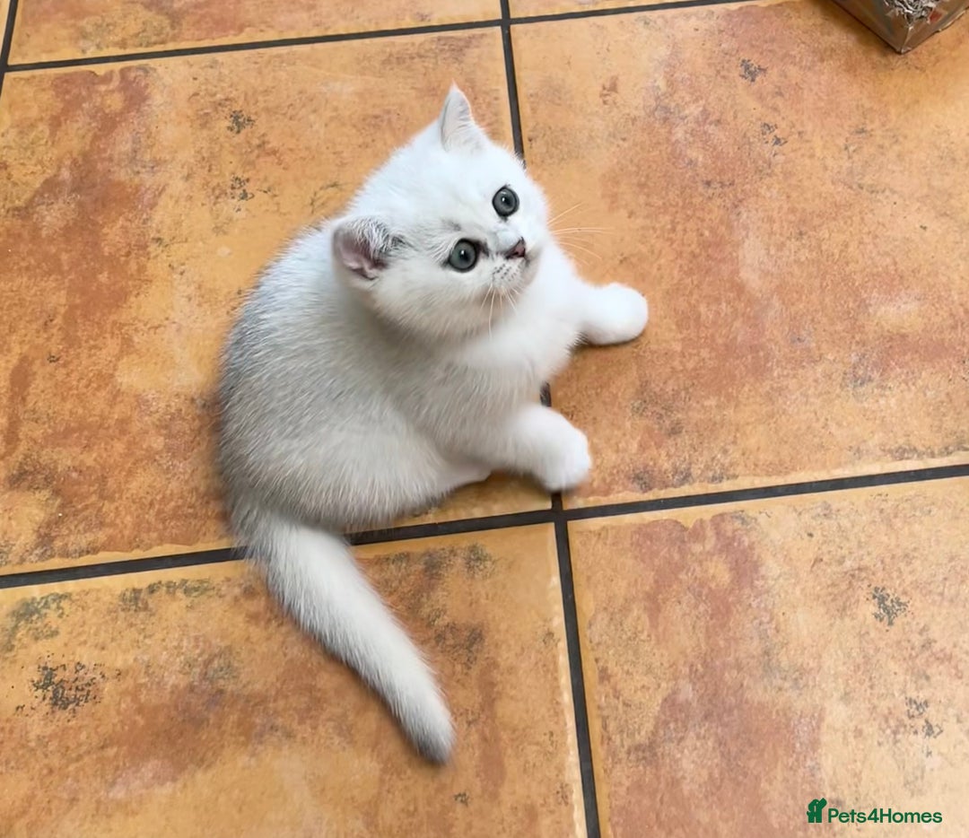 British Shorthair cats for sale: BSH BLACK TIPPED KITTENS GCCF REGISTERED  - Image 17