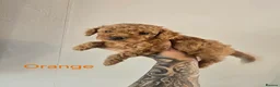 Cockapoo dogs for sale: Stunning F1BB Toy American Cockapoos - Advert 10