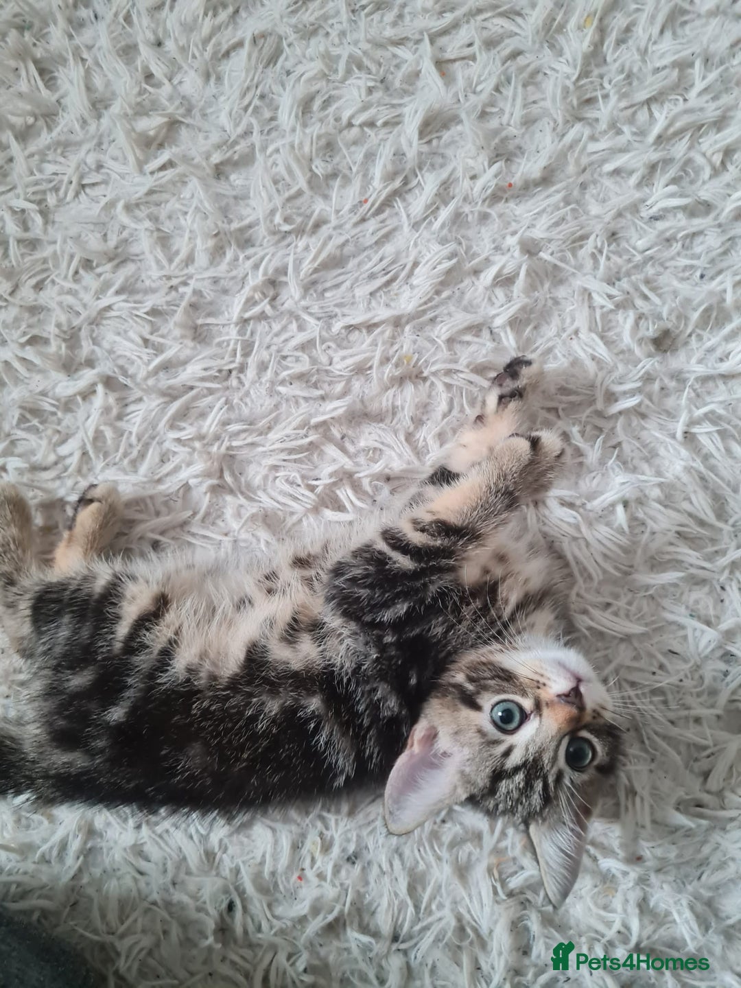 Mixed Breed cats for sale: Beautiful fluffy kittens - Image 6
