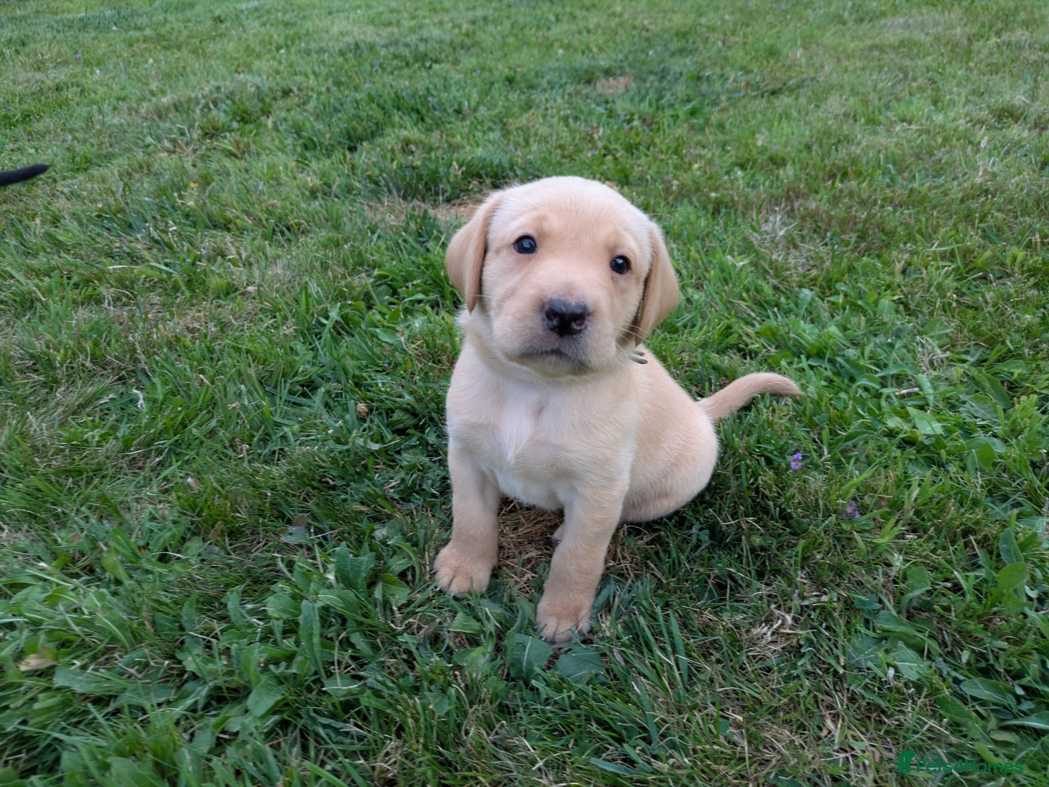 Labrador Retriever dogs Beautiful, happy Labrador puppies - Advert 1