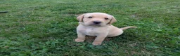 Labrador Retriever dogs for sale: Beautiful, happy Labrador puppies in Ledbury - Advert 1