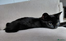 Mixed Breed cats for sale: Kitten - Image 3