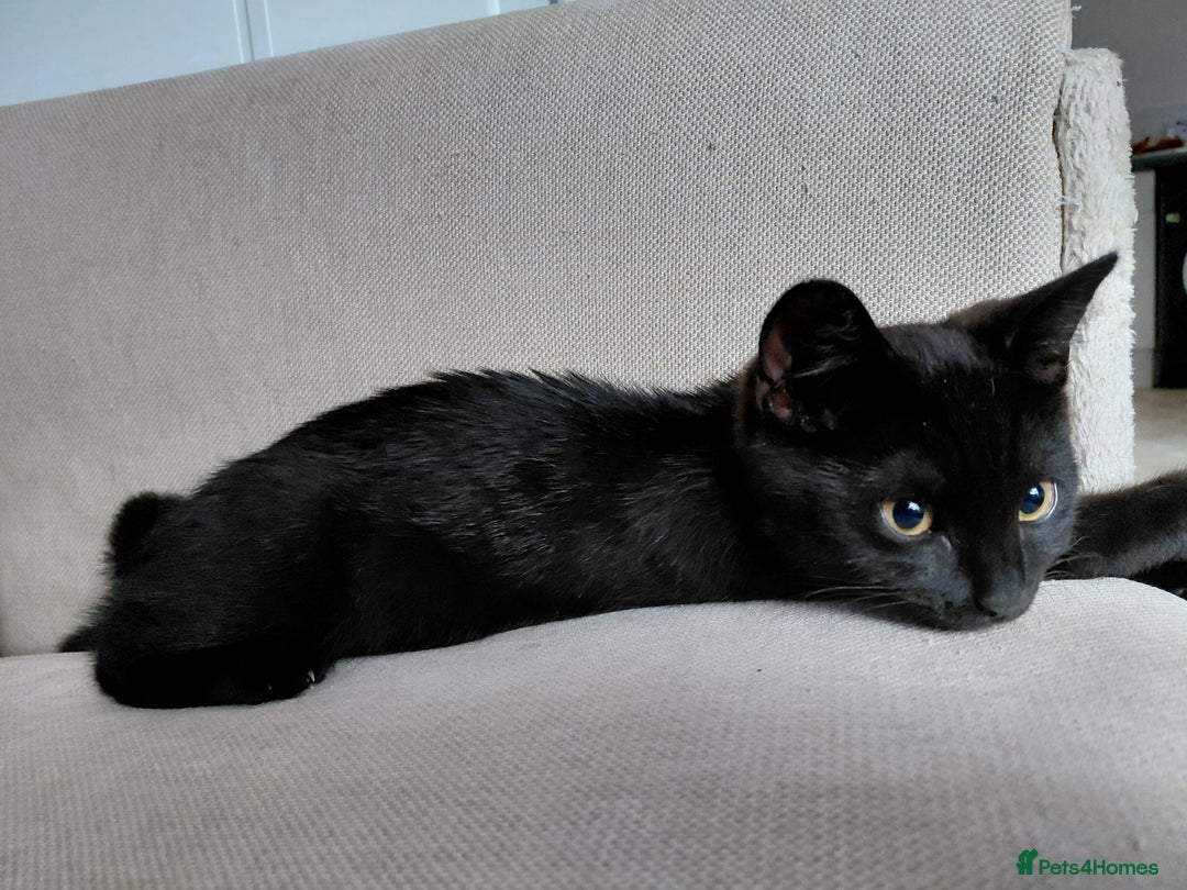Mixed Breed cats for sale: Kitten - Image 3