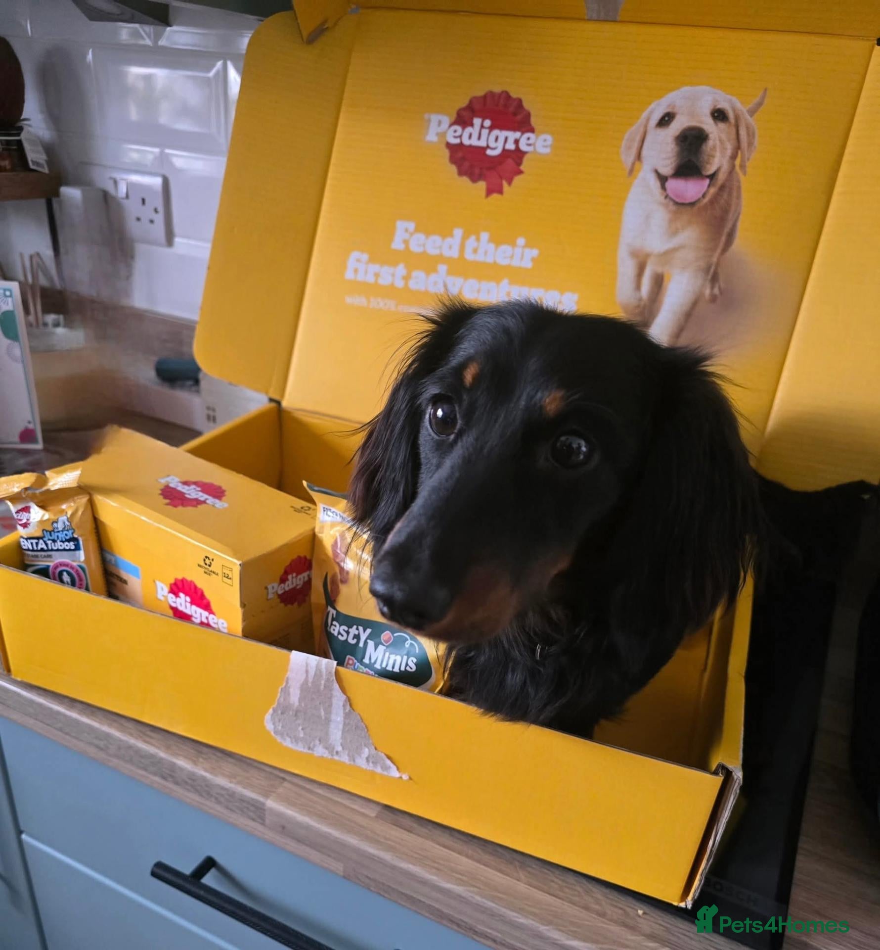 Miniature Dachshund dogs 2 Year Old Miniature Dachshund - Advert 9