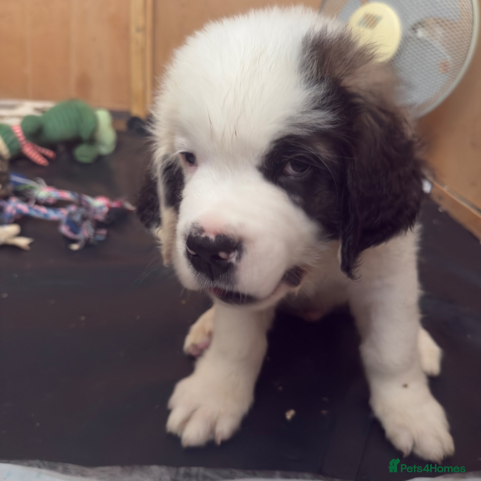 Saint Bernard dogs for sale: Last male Saint Bernard puppy Ready to Leave  - Advert 5