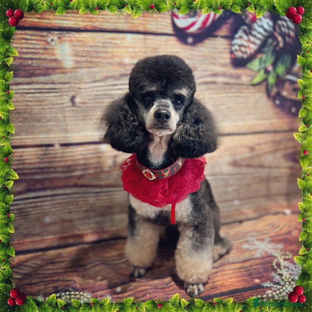 Poodle dogs for stud: KC Registered, health tested toy poodle stud dogs  in Exeter - Advert 8