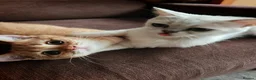 British Shorthair cats for sale: There's only one wonderful kitten left.  Sale  - Advert 2