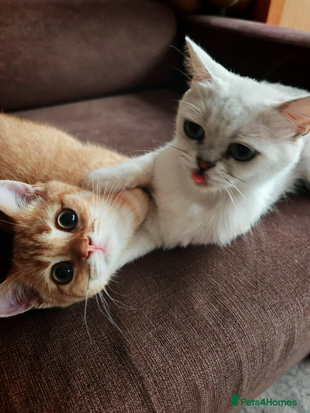 British Shorthair cats for sale: There's only one wonderful kitten left.  Sale  - Advert 2