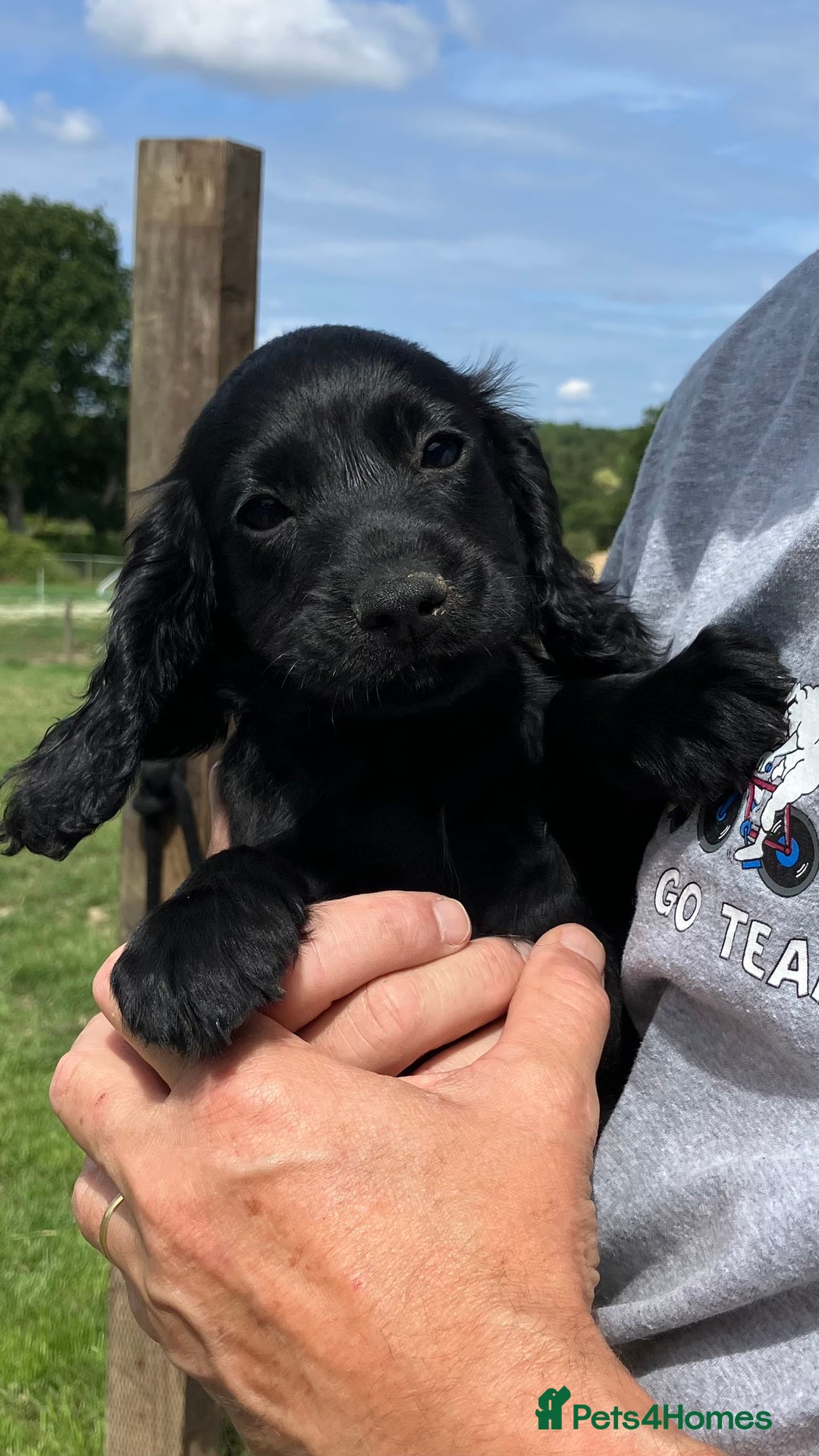 Cocker Spaniel dogs for sale: Cocker spaniel puppies  - Image 3
