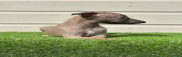 Whippet dogs for sale: Blue whippets  - Advert 30