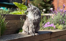 Maine Coon cats for sale: TICA Pedigree Maine Coon Female. - Image 3