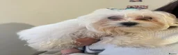 Bichon Frise dogs for sale: Beautiful bichon  in Wolverhampton - Advert 1