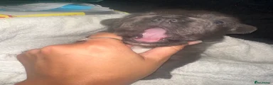 Sleeping beauty 