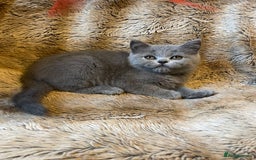 Scottish Fold cats for sale: Scottish fold kittens for sale - Image 5