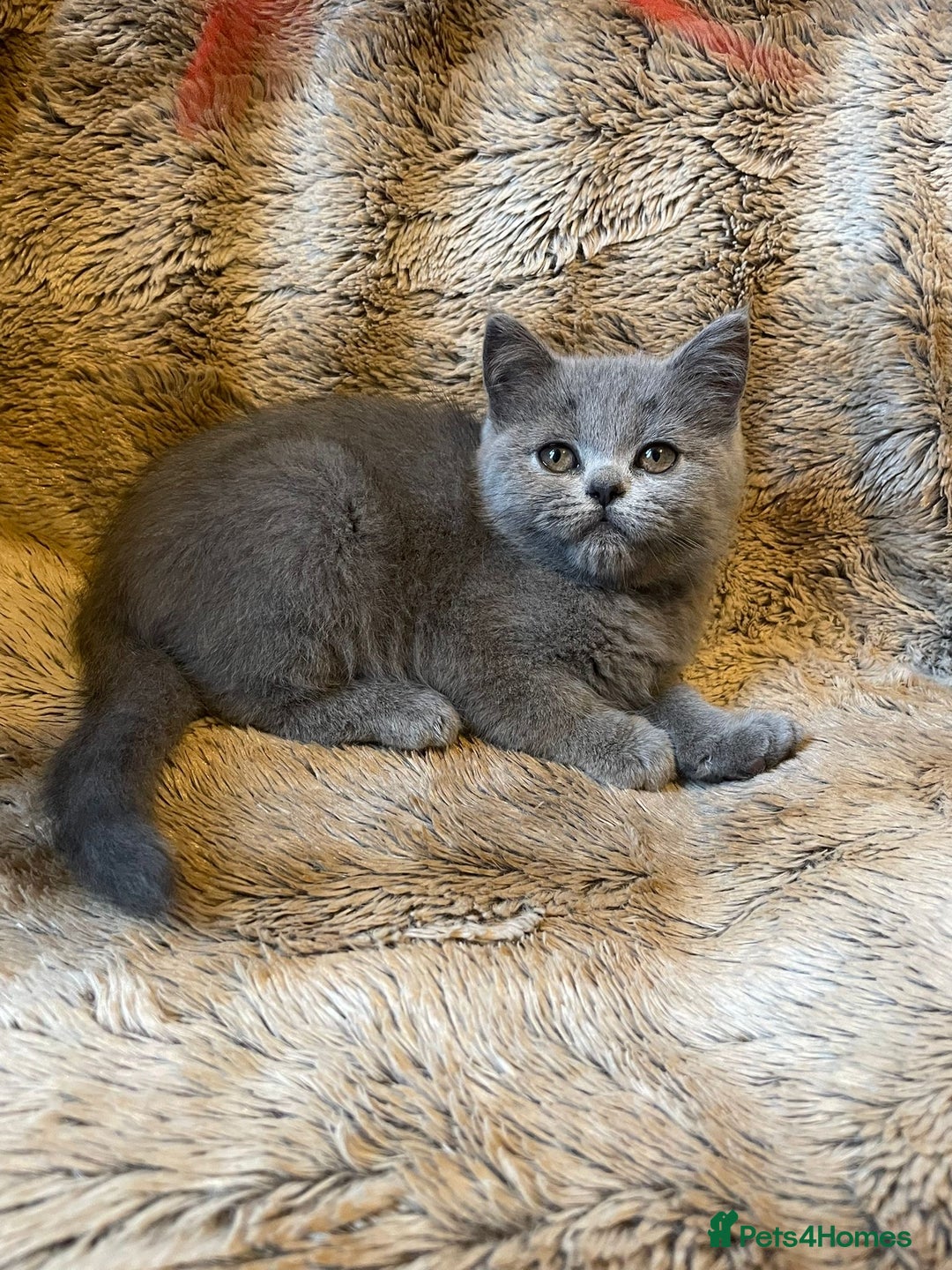 Scottish Fold cats for sale: Scottish fold kittens for sale - Image 5