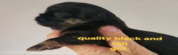 Shih Tzu dogs for stud: Handsome imperial shihtzu *NOW PROVEN* - Advert 4
