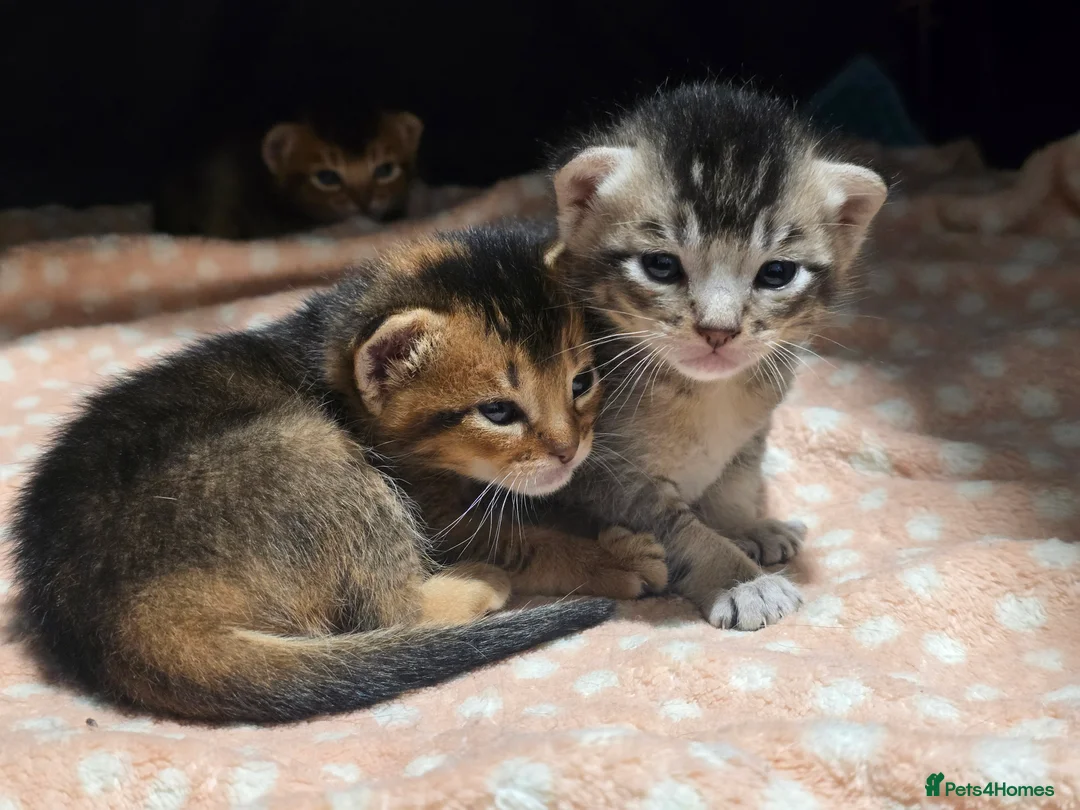 Abyssinian cats for sale: Stunning Kittens – Not to Miss - Advert 12